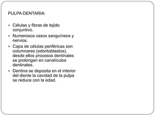 PULPA DENTARIA:
 Células y fibras de tejido
conjuntivo.
 Numerosos vasos sanguíneos y
nervios.
 Capa de células periféricas son
columnares (odontoblastos),
desde ellos procesos dentinales
se prolongan en canalículos
dentinales.
 Dentina se deposita en el interior
del diente la cavidad de la pulpa
se reduce con la edad.
 