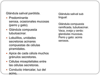 Glándula salival parótida.
 Predominante
serosa, ocasionales mucosas
(perro y gato).
 Glándula compuesta
tubuloacinar.
 Lobulillos, unidades
secretoras acinares
compuestas de células
piramidales.
 Apice de cada célula muchos
gránulos secretores.
 Células mioepiteliales entre
las células secretoras.
 Conducto intercalar, luz del
acino,
Glándula salival sub
lingual:
Glándula compuesta
ramificada, tubuloacinar.
Vaca, oveja y cerdo:
glandulas mucosas.
Perro y gato: acinis
serosos.
 