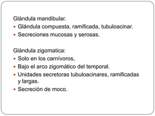 Glándula mandibular.
 Glándula compuesta, ramificada, tubuloacinar.
 Secreciones mucosas y serosas.
Glándula zigomatica:
 Solo en los carnívoros,
 Bajo el arco zigomático del temporal.
 Unidades secretoras tubuloacinares, ramificadas
y largas.
 Secreción de moco.
 