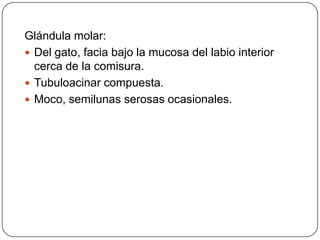 Glándula molar:
 Del gato, facia bajo la mucosa del labio interior
cerca de la comisura.
 Tubuloacinar compuesta.
 Moco, semilunas serosas ocasionales.
 