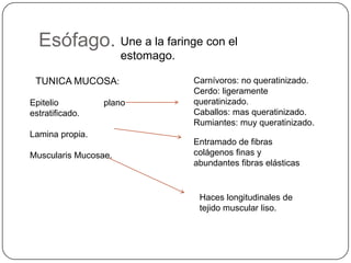 Esófago. Une a la faringe con el
estomago.
TUNICA MUCOSA:
Epitelio plano
estratificado.
Lamina propia.
Muscularis Mucosae.
Carnívoros: no queratinizado.
Cerdo: ligeramente
queratinizado.
Caballos: mas queratinizado.
Rumiantes: muy queratinizado.
Entramado de fibras
colágenos finas y
abundantes fibras elásticas
Haces longitudinales de
tejido muscular liso.
 
