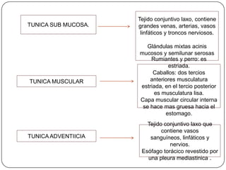 TUNICA SUB MUCOSA.
Tejido conjuntivo laxo, contiene
grandes venas, arterias, vasos
linfáticos y troncos nerviosos.
Glándulas mixtas acinis
mucosos y semilunar serosas
TUNICA MUSCULAR
Rumiantes y perro: es
estriada.
Caballos: dos tercios
anteriores musculatura
estriada, en el tercio posterior
es musculatura lisa.
Capa muscular circular interna
se hace mas gruesa hacia el
estomago.
TUNICA ADVENTIICIA
Tejido conjuntivo laxo que
contiene vasos
sanguíneos, linfáticos y
nervios.
Esófago torácico revestido por
una pleura mediastinica .
 