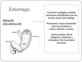 Estomago.
REGION
AGLANDULAR.
O porción esofágica, epitelio
escamoso estratificado que los
reviste vienen del esófago.
Rumiantes: mayor desarrollo
esta sub dividida en
rumen, retículo y omaso.
Lamina propia: fibras
colágenos, elásticas y
reticulares. No muscularis
mucosae.
 