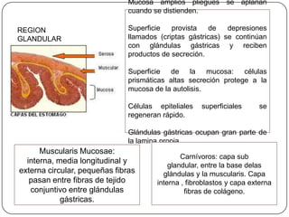 REGION
GLANDULAR
Mucosa amplios pliegues se aplanan
cuando se distienden.
Superficie provista de depresiones
llamados (criptas gástricas) se continúan
con glándulas gástricas y reciben
productos de secreción.
Superficie de la mucosa: células
prismáticas altas secreción protege a la
mucosa de la autolisis.
Células epiteliales superficiales se
regeneran rápido.
Glándulas gástricas ocupan gran parte de
la lamina propia.
Muscularis Mucosae:
interna, media longitudinal y
externa circular, pequeñas fibras
pasan entre fibras de tejido
conjuntivo entre glándulas
gástricas.
Carnívoros: capa sub
glandular, entre la base delas
glándulas y la muscularis. Capa
interna , fibroblastos y capa externa
fibras de colágeno.
 