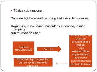  Túnica sub mucosa:
Capa de tejido conjuntivo con glándulas sub mucosas.
Órganos que no tienen muscularis mocosae, lamina
propia y
sub mucosa se unen.
CAPAS
MUSCULARES Son dos
Capa interna, se
orientan
circularmente o
espiral.
Capa
externa, fibras
longitudinales o
laxamente
espirales forman
parte de la túnica
serosa.
SEROSA: Tejido conjuntivo
con un revestimiento de
mesotelio.
 