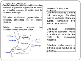 REGION GLANDULAR
CARDIAL
Banda estrecha en la unión de las
mucosas a-glandular y glandular de todos
los animales excepto el cerdo, casi la
mitad del estomago.
Glándulas: ramificadas, glomeruladas y
tubulares, abriéndose en las criptas
gástricas.
Epitelio secretor mucoso es
cuboides, núcleo en el polo basal.
REGION GLANDULAR
FUNDICA
Carnívoros mas de la mitad
del estomago, Caballos
mas de un tercio, Cerdo un
cuarto, Rumiantes dos
tercios del abomaso.
Glándulas Fundicas:
Glándulas tubulares rectas
y ramificadas se extienden
hasta la muscularis
mucosae.
Glándula: cuello, cuerpo y
extremo ciego (fundus de la
glándula).
 