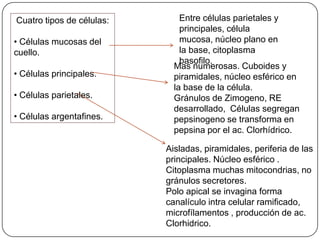 Cuatro tipos de células:
• Células mucosas del
cuello.
• Células principales.
• Células parietales.
• Células argentafines.
Entre células parietales y
principales, célula
mucosa, núcleo plano en
la base, citoplasma
basofilo.
Mas numerosas. Cuboides y
piramidales, núcleo esférico en
la base de la célula.
Gránulos de Zimogeno, RE
desarrollado, Células segregan
pepsinogeno se transforma en
pepsina por el ac. Clorhídrico.
Aisladas, piramidales, periferia de las
principales. Núcleo esférico .
Citoplasma muchas mitocondrias, no
gránulos secretores.
Polo apical se invagina forma
canalículo intra celular ramificado,
microfílamentos , producción de ac.
Clorhidrico.
 