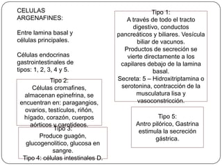 CELULAS
ARGENAFINES:
Entre lamina basal y
células principales.
Células endocrinas
gastrointestinales de
tipos: 1, 2, 3, 4 y 5.
Tipo 1:
A través de todo el tracto
digestivo, conductos
pancreáticos y biliares. Vesícula
biliar de vacunos.
Productos de secreción se
vierte directamente a los
capilares debajo de la lamina
basal.
Secreta: 5 – Hidroxitriptamina o
serotonina, contracción de la
musculatura lisa y
vasoconstricción.
Tipo 2:
Células cromafines,
almacenan epinefrina, se
encuentran en: paragangios,
ovarios, testículos, riñón,
hígado, corazón, cuerpos
aórticos y carotideos.
Tipo 3:
Produce guagón,
glucogenolitico, glucosa en
sangre.
Tipo 4: células intestinales D.
Tipo 5:
Antro pilórico, Gastrina
estimula la secreción
gástrica.
 