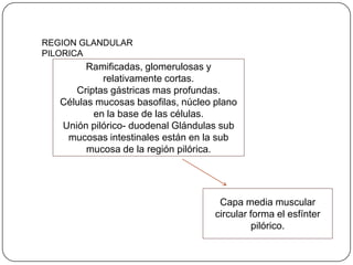 REGION GLANDULAR
PILORICA
Ramificadas, glomerulosas y
relativamente cortas.
Criptas gástricas mas profundas.
Células mucosas basofilas, núcleo plano
en la base de las células.
Unión pilórico- duodenal Glándulas sub
mucosas intestinales están en la sub
mucosa de la región pilórica.
Capa media muscular
circular forma el esfínter
pilórico.
 