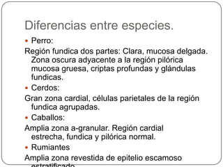 Diferencias entre especies.
 Perro:
Región fundica dos partes: Clara, mucosa delgada.
Zona oscura adyacente a la región pilórica
mucosa gruesa, criptas profundas y glándulas
fundicas.
 Cerdos:
Gran zona cardial, células parietales de la región
fundica agrupadas.
 Caballos:
Amplia zona a-granular. Región cardial
estrecha, fundica y pilórica normal.
 Rumiantes
Amplia zona revestida de epitelio escamoso
 
