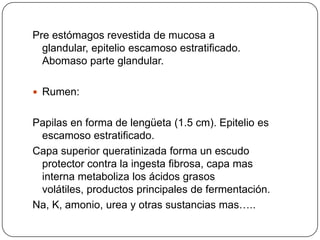 Pre estómagos revestida de mucosa a
glandular, epitelio escamoso estratificado.
Abomaso parte glandular.
 Rumen:
Papilas en forma de lengüeta (1.5 cm). Epitelio es
escamoso estratificado.
Capa superior queratinizada forma un escudo
protector contra la ingesta fibrosa, capa mas
interna metaboliza los ácidos grasos
volátiles, productos principales de fermentación.
Na, K, amonio, urea y otras sustancias mas…..
 