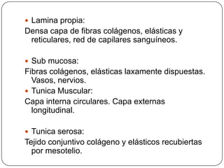  Lamina propia:
Densa capa de fibras colágenos, elásticas y
reticulares, red de capilares sanguíneos.
 Sub mucosa:
Fibras colágenos, elásticas laxamente dispuestas.
Vasos, nervios.
 Tunica Muscular:
Capa interna circulares. Capa externas
longitudinal.
 Tunica serosa:
Tejido conjuntivo colágeno y elásticos recubiertas
por mesotelio.
 