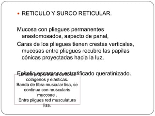  RETICULO Y SURCO RETICULAR.
Mucosa con pliegues permanentes
anastomosados, aspecto de panal,
Caras de los pliegues tienen crestas verticales,
mucosas entre pliegues recubre las papilas
cónicas proyectadas hacia la luz.
Epitelio escamoso estratificado queratinizado.Lamina propia trama de fibras
colágenos y elásticas.
Banda de fibra muscular lisa, se
continua con muscularis
mucosae .
Entre pligues red musculatura
lisa.
 