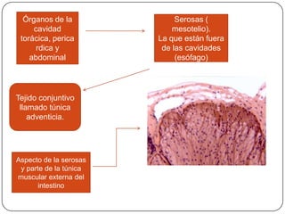 Órganos de la
cavidad
torácica, perica
rdica y
abdominal
Serosas (
mesotelio).
La que están fuera
de las cavidades
(esófago)
Tejido conjuntivo
llamado túnica
adventicia.
Aspecto de la serosas
y parte de la túnica
muscular externa del
intestino
 
