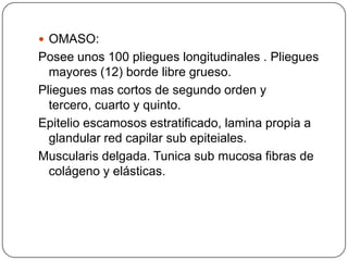  OMASO:
Posee unos 100 pliegues longitudinales . Pliegues
mayores (12) borde libre grueso.
Pliegues mas cortos de segundo orden y
tercero, cuarto y quinto.
Epitelio escamosos estratificado, lamina propia a
glandular red capilar sub epiteiales.
Muscularis delgada. Tunica sub mucosa fibras de
colágeno y elásticas.
 