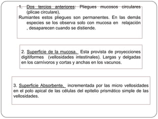 1. Dos tercios anteriores: Pliegues mucosos circulares
(plicae circulare),
Rumiantes estos pliegues son permanentes. En las demás
especies se los observa solo con mucosa en relajación
, desaparecen cuando se distiende.
2. Superficie de la mucosa. Esta provista de proyecciones
digitiformes (vellosidades intestinales). Largas y delgadas
en los carnívoros y cortas y anchas en los vacunos.
3. Superficie Absorbente, incrementada por las micro vellosidades
en el polo apical de las células del epitelio prismático simple de las
vellosidades.
 