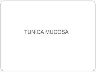 TUNICA MUCOSA
 