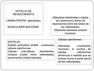 EPITELIO DE
REVESTIMIENTO
LAMINA PROPIA (glándulas).
MUSCULARIS MUCOSAE.
Glándulas intestinales ( criptas
de Lieberkuhn): Abren en
depresiones entre las bases de
las vellosidades.
Glándulas tubulares simples
mucosas.
EPITELIO:
Epitelio prismático simple , numerosas
células caliciformes.
Células prismáticas absorbentes
núcleos ovales micro vellosidades
prominentes (ribete estriado).
Células caliciformes:
Glándulas unicelulares
mucosas, el numero de
células caliciformes
disminuye a medida que se
avanza hacia la parte apical
de las vellosidades.
 