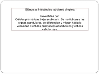 Glándulas intestinales tubulares simples:
Revestidas por:
Células prismáticas bajas (cubicas). Se multiplican e las
criptas glandulares, se diferencian y migran hacia la
vellosidad = células prismáticas absorbentes y celulas
caliciformes.
 