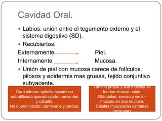 Cavidad Oral.
 Labios: unión entre el tegumento externo y el
sistema digestivo (SD).
 Recubiertos.
Externamente Piel.
Internamente Mucosa.
 Unión de piel con mucosa carece de folículos
pilosos y epidermis mas gruesa, tejido conjuntivo
subyacente.
Cara interna: epitelio escamoso
estratificado queratinizado: rumiantes
y caballo.
No queratinizado: carnívoros y cerdos.
Lamina propia y sub mucosa se
funden si clara unión.
Glándulas: seroso y sero –
mucoso en sub mucosa.
Células musculares estriadas
(orbicular).
 