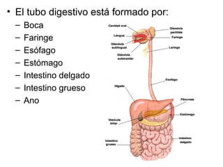 • El tubo digestivo está formado por:
– Boca
– Faringe
– Esófago
– Estómago
– Intestino delgado
– Intestino grueso
– Ano
 