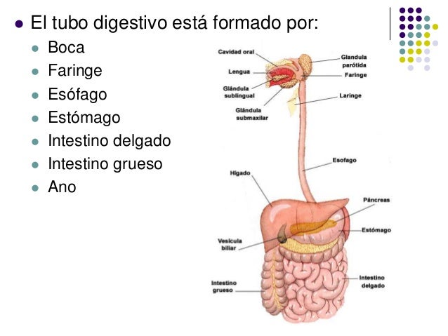 El Tubo Digestivo Está Formado Por