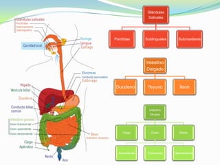 Glándulas
Salivales
Parótidas Sublinguales Submaxilares
Intestino
Delgado
Duodeno Yeyuno Íleon
Intestino
Grueso
Ciego Colon
Ascendente Transverso Descendente
Recto
 