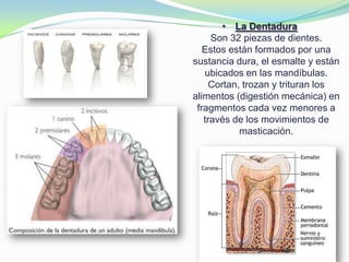 • La Dentadura
Son 32 piezas de dientes.
Estos están formados por una
sustancia dura, el esmalte y están
ubicados en las mandíbulas.
Cortan, trozan y trituran los
alimentos (digestión mecánica) en
fragmentos cada vez menores a
través de los movimientos de
masticación.
 