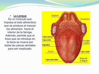 • La Lengua
Es un músculo que
impulsa el bolo alimenticio
que se produce al mascar
los alimentos hacia el
interior de la faringe.
Además, permite que el
trozo que se introdujo en
la boca se mueva por
todas las piezas dentales
para ser masticado.
 