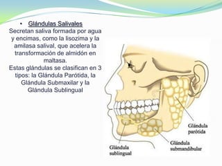 • Glándulas Salivales
Secretan saliva formada por agua
y encimas, como la lisozima y la
amilasa salival, que acelera la
transformación de almidón en
maltasa.
Estas glándulas se clasifican en 3
tipos: la Glándula Parótida, la
Glándula Submaxilar y la
Glándula Sublingual
 