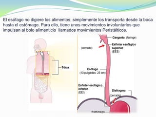 El esófago no digiere los alimentos; simplemente los transporta desde la boca
hasta el estómago. Para ello, tiene unos movimientos involuntarios que
impulsan al bolo alimenticio llamados movimientos Peristálticos.
 