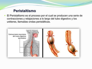 Peristaltismo
 El Peristaltismo es el proceso por el cual se producen una serie de
contracciones y relajaciones a lo largo del tubo digestivo y los
uréteres, llamadas ondas peristálticas.
 