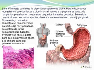 En el estómago comienza la digestión propiamente dicha. Para ello, produce
jugo gástrico que comienza a digerir los alimentos y la pepsina es capaz de
romper las proteínas en trozos más pequeños llamados péptidos. Se realizan
contracciones que hacen que los alimentos se mezclen bien con el jugo gástrico.
Finalmente, cuando los
alimentos se han convertido
en partículas muy pequeñas,
se contrae de forma
secuencial para hacerlos
avanzar y se abre el píloro
para que los alimentos pasen
a la primera parte del
intestino delgado, el
duodeno.
 