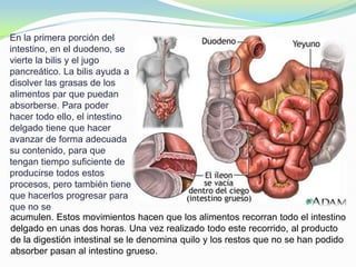 En la primera porción del
intestino, en el duodeno, se
vierte la bilis y el jugo
pancreático. La bilis ayuda a
disolver las grasas de los
alimentos par que puedan
absorberse. Para poder
hacer todo ello, el intestino
delgado tiene que hacer
avanzar de forma adecuada
su contenido, para que
tengan tiempo suficiente de
producirse todos estos
procesos, pero también tiene
que hacerlos progresar para
que no se
acumulen. Estos movimientos hacen que los alimentos recorran todo el intestino
delgado en unas dos horas. Una vez realizado todo este recorrido, al producto
de la digestión intestinal se le denomina quilo y los restos que no se han podido
absorber pasan al intestino grueso.
 