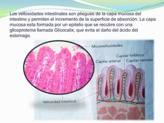 Las vellosidades intestinales son pliegues de la capa mucosa del
intestino y permiten el incremento de la superficie de absorción. La capa
mucosa esta formada por un epitelio que se recubre con una
glicoproteína llamada Glicocalix, que evita el daño del ácido del
estomago.
 