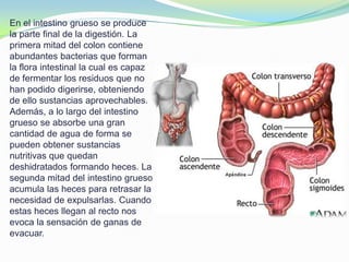 En el intestino grueso se produce
la parte final de la digestión. La
primera mitad del colon contiene
abundantes bacterias que forman
la flora intestinal la cual es capaz
de fermentar los residuos que no
han podido digerirse, obteniendo
de ello sustancias aprovechables.
Además, a lo largo del intestino
grueso se absorbe una gran
cantidad de agua de forma se
pueden obtener sustancias
nutritivas que quedan
deshidratados formando heces. La
segunda mitad del intestino grueso
acumula las heces para retrasar la
necesidad de expulsarlas. Cuando
estas heces llegan al recto nos
evoca la sensación de ganas de
evacuar.
 