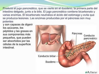 Produce el jugo pancreático, que se vierte en el duodeno, la primera parte del
intestino delgado, junto a la bilis. El jugo pancreático contiene bicarbonato y
varias enzimas. El bicarbonato neutraliza el ácido del estómago y evita que
se produzca lesiones. Las enzimas producidas por el páncreas son muy
potentes
y son capaces de digerir
los azúcares, los
péptidos y las grasas en
sus componentes más
pequeños, que pueden
ser absorbidos por las
células de la superficie
intestinal.
 