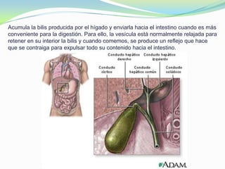 Acumula la bilis producida por el hígado y enviarla hacia el intestino cuando es más
conveniente para la digestión. Para ello, la vesícula está normalmente relajada para
retener en su interior la bilis y cuando comemos, se produce un reflejo que hace
que se contraiga para expulsar todo su contenido hacia el intestino.
 