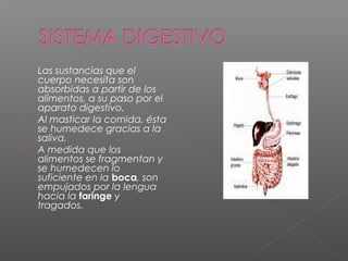  Las sustancias que el
cuerpo necesita son
absorbidas a partir de los
alimentos, a su paso por el
aparato digestivo.
 Al masticar la comida, ésta
se humedece gracias a la
saliva.
 A medida que los
alimentos se fragmentan y
se humedecen lo
suficiente en la boca, son
empujados por la lengua
hacia la faringe y
tragados.
 