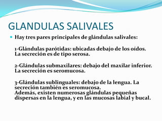 FUNCIONES DE LAS GLANDULAS
SALIVALES
 SALIVA
Es un líquido transparente de viscosidad variable
segregado por las glándula...