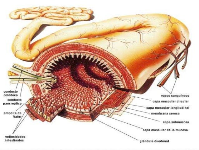 SISTEMA DIGESTIVO Y ABSORCION DE NUTRIENTES SISTEMA DIGESTIVO Y ABSORCION DE NUTRIENTES