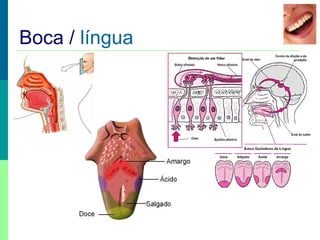Boca / língua

 