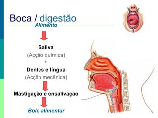 Boca / digestão
Alimento

Saliva
(Acção química)
+
Dentes e língua
(Acção mecânica)
Mastigação e ensalivação
Bolo alimentar

 