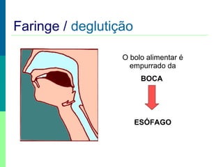 Faringe / deglutição
O bolo alimentar é
empurrado da
BOCA

ESÓFAGO

 