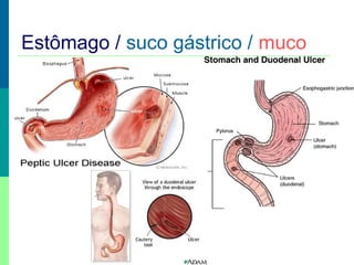 Estômago / suco gástrico / muco

 
