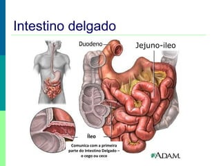 Intestino delgado
Jejuno-ileo

Cego
Íleo
Comunica com a primeira
parte do Intestino Delgado –
o cego ou ceco

 