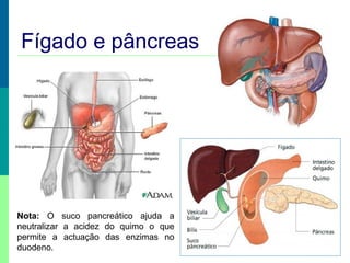 Fígado e pâncreas

Nota: O suco pancreático ajuda a
neutralizar a acidez do quimo o que
permite a actuação das enzimas no
duodeno.

 