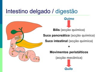 Intestino delgado / digestão
Quimo
Bílis (acção química)
Suco pancreático (acção química)
Suco intestinal (acção química)
+
Movimentos peristálticos
(acção mecânica)
Quilo

 