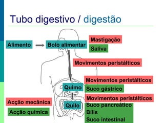 Mecanismo básico da Digestão

Tubo digestivo / digestão
Alimento

Bolo alimentar

Mastigação
Saliva

Movimentos peristálticos
Movimentos peristálticos
Quimo Suco gástrico
Acção mecânica
Acção química

Quilo

Movimentos peristálticos
Suco pancreático
Bílis
Suco intestinal

 