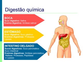 Digestão química
BOCA

Suco digestivo: Saliva
Enzima digestiva: Amilase salivar

ESTÔMAGO

Suco digestivo: Suco gástrico
Enzimas digestivas: Proteases
Lipases

INTESTINO DELGADO

Sucos digestivos: Suco pancreático
Suco intestinal
Enzimas digestivas: Amilase pancreática,
Maltase, Proteases, Peptidase
e Lipases

 
